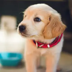 Uroczy szczeniak golden retriever w czerwonej obroży, zastanawia się, czym karmić szczeniaka. Obok niebieska miseczka.