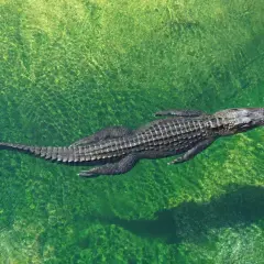 Un cocodrilo nada en aguas verdes y cristalinas, como si fuera un sueño con cocodrilos.
