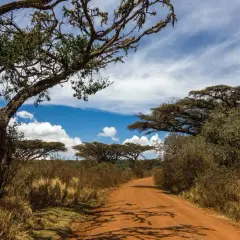 En dammig väg leder genom savannen i Tanzania, kantad av akacieträd och torrt gräs under en blå himmel med moln.