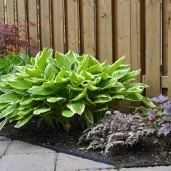 Piękna hosta z zielono-białymi liśćmi, idealna jako kwiaty do cienia. Obok ozdobne trawy i ciemne heuchery.
