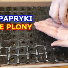 Kiedy siać warzywa na rozsady, aby uniknąć błędów i zyskać plony