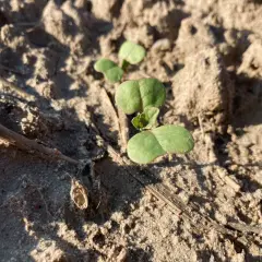 Młode kiełki rośliny, zasilane przez **fosfor** z gleby, przebijają się przez suchą ziemię.