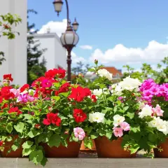 Des géraniums colorés en pots, prêts pour l'arrosage, sous un ciel bleu.