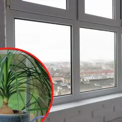 Nolina w doniczce, gotowa do przycinania. Jej długie liście opadają, tworząc kaskadę zieleni.