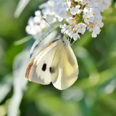 Delikatny biały motyl z czarnymi plamkami na skrzydłach przysiadł na białych kwiatach.