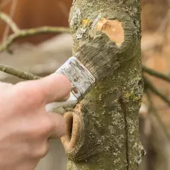 Hand versiegelt Baumschnitt mit Pinsel. Die Frage: Baumschnitt versiegeln ja oder nein?