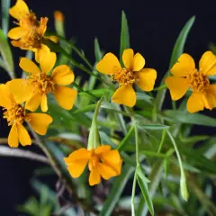 Kleine gelbe Blüten mit feinen grünen Blättern. Ein idealer **Estragon Standort** ist sonnig und geschützt.