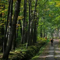 Ścieżka przez sosnówkę, gdzie rowerzysta przemierza leśny trakt wśród drzew.