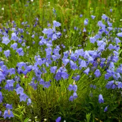Un champ de campanules vivaces bleues, leurs clochettes pendantes dans l'herbe verte.