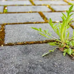 Zielony chwast wyrastający z fugi między kostkami brukowymi.