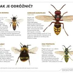 Ilustracja porównuje pszczołę miodną, szerszenia europejskiego, trzmiela leśnego i osę pospolitą, pokazując ich wygląd i cechy, które pomagają odróżnić te owady, np. podczas wycieczki, gdzie może dojść do wyrojenia pszczół.