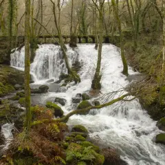 Cascada en un bosque frondoso, ideal para descubrir qué ver en Carballiño. El agua cae sobre rocas cubiertas de musgo, creando un paisaje sereno.