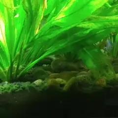 Plantes d'aquarium luxuriantes, poissons colorés nageant parmi les cailloux. La tourbe sert à acidifier l'eau, créant un habitat idéal.