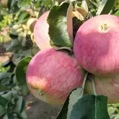 Rumiane jabłka odmiany Piros dojrzewają na gałęziach. Słońce podkreśla ich różowo-żółte rumieńce.