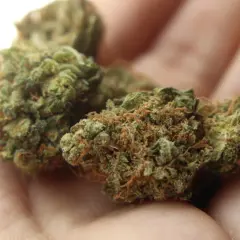 10g marihuany w Polsce: Co Ci grozi? Prawa i szanse na umorzenie