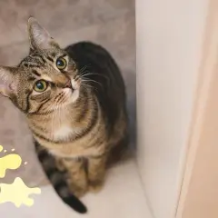 A mi gato se le escapan gotas de orina: causas y soluciones efectivas