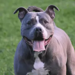 Samice pitbulli: charakterystyka, cechy i mity - co warto wiedzieć
