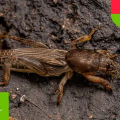 Turkuc podjadek, szkodnik w ogrodzie. Jak się pozbyć tego owada? Dowiedz się więcej o jego zwalczaniu.