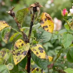 Feuilles de rosier atteintes de rouille, jaunes et tachetées de noir. Une fleur rose et un bouton sont visibles. Recherche d'un traitement naturel pour la rouille du rosier.