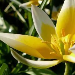 Delikatne, żółto-białe tulipany botaniczne rozkwitają wśród zieleni.