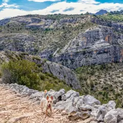 Un grupo de senderistas y un perro disfrutan de una ruta de senderismo en Alicante, con un camino pedregoso y montañas escarpadas.