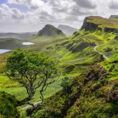 Winding road through lush green hills, a solitary tree, and distant lochs showcase the beauty of hiking trails in Scotland.