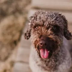 Un adorable perro de agua marrón con el pelo rizado y la lengua fuera, mirando a la cámara con ojos expresivos.