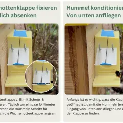 Ein Hummelhaus bauen: Klappe fixieren & Hummeln von unten anfliegen lassen. So lernen sie den Eingang.