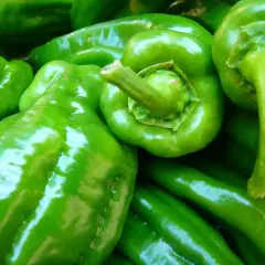Frisch geerntete, glänzende grüne Paprika. Wann kann man Paprika ernten? Ab Sommer bis zum ersten Frost.