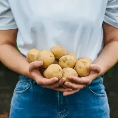 Ręce trzymające świeżo zebrane ziemniaki, które mogą być najlepszą odmianą ziemniaka.