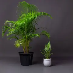 Due palme in vaso, una grande in nero e una piccola in bianco, perfette piante pet friendly per la tua casa.