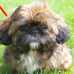Kiedy kąpać szczeniaka shih tzu? Bezpieczny przewodnik krok po kroku