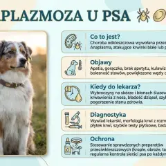 Anaplazmoza u psa: objawy, diagnostyka i ochrona. Zdjęcie przedstawia psa rasy Australian Shepherd, obok którego znajdują się informacje o chorobie.