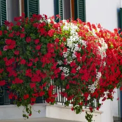 Kaskadowa pelargonia w czerwonych i białych kwiatach ozdabia balkon, tworząc barwny wodospad zieleni i barw.