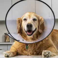 A golden retriever in a cone collar smiles, recovering from surgery. While bacitracin is generally safe for dogs, always consult your vet.