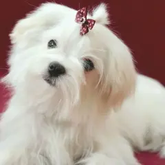 Adorable bichón maltés con un lazo en la cabeza. Si te preguntas cuanto vive un bichon maltes, suelen ser perros longevos.
