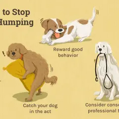 Illustration shows three dogs and tips on why do dogs hump and how to stop it: catch them in the act, reward good behavior, and consult a trainer.