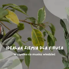 Idealna ziemia do fikusa: poznaj sekrety zdrowych liści i bujnego wzrostu. Dowiedz się, jaka ziemia zapewni Twojemu fikusowi najlepsze warunki.