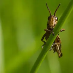 Gräshoppa klättrar på ett grässtrå, redo att hoppa. Dess vårtbitare ljud hörs knappt i den gröna sommardrömmen.