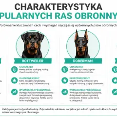 Cztery psy obronne: owczarek niemiecki, rottweiler, doberman i bullmastiff. Każdy pies stróżujący ma swoje cechy.