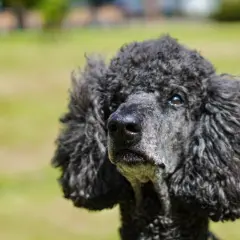 Un caniche negro con pelo rizado mira con ojos tristes. A veces, los perros lloran.