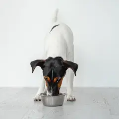 Pies rasy Jack Russell Terrier pije wodę z metalowej miski na jasnym tle.