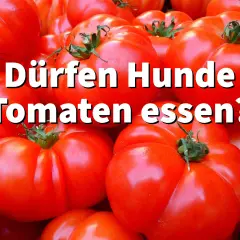 Ein Haufen reifer Tomaten, mit der Frage: Dürfen Hunde Tomaten essen?
