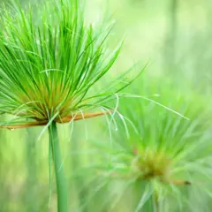 Détail de la tête d'un papyrus vert vif, prêt pour le printemps. Apprenez comment tailler un papyrus pour une croissance optimale.
