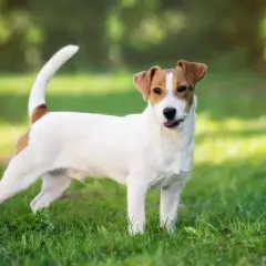 Un juguetón jack russell terrier blanco y marrón, con la cola en alto, posa en la hierba verde bajo la luz del sol.