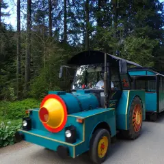 Turkusowa kolejka turystyczna jedzie przez las w Dolinie Chochołowskiej.