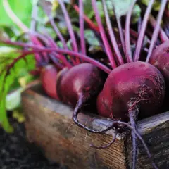 Buraki ile kalorii: Jak przygotowanie wpływa na wartość kaloryczną?