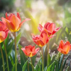 Piękne, pomarańczowo-czerwone tulipany rozkwitają w słońcu. Wiosna w pełni, kiedy kwitną tulipany.