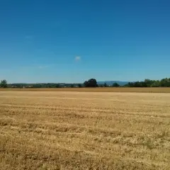 Pole po żniwach pod błękitnym niebem. Zastanawiasz się, ile kosztuje hektar ziemi rolnej 5 klasy?