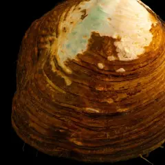 Gros plan d'une moule d'eau douce comestible, sa coquille marron striée et nacrée sur fond noir.